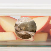 Étiquettes Young sea lion (Apposé)