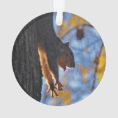 Étirage de l'écureuil (dos)