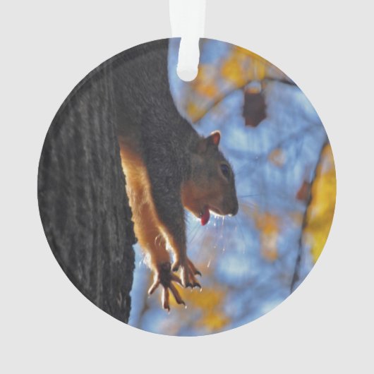 Étirage de l'écureuil (dos)