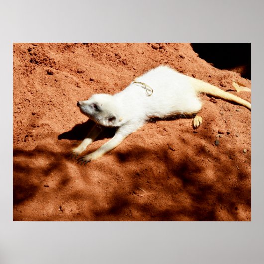Étirement Meerkat Blanc, Poster (Devant)