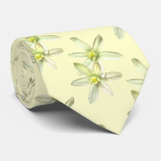 Étoile de la Cravate de Bethléem (Roulé)