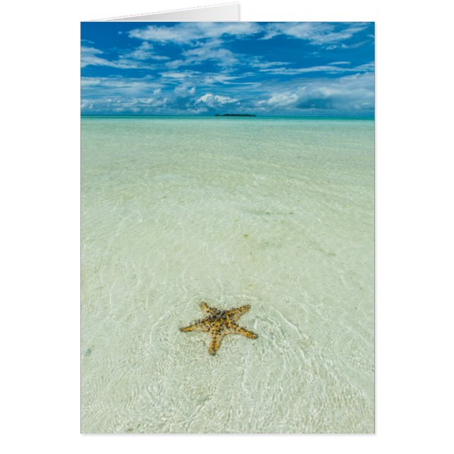 Étoile de mer dans les eaux peu profondes, Palaos (Devant)