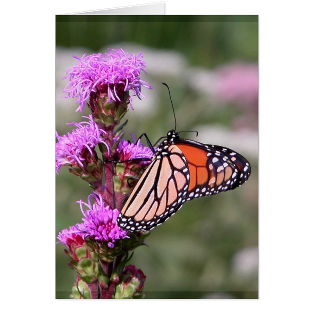 Étoile et papillon monarque (Devant)