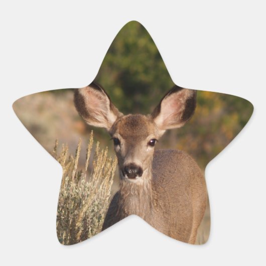 Étoile Sticker Deer Star (Devant)