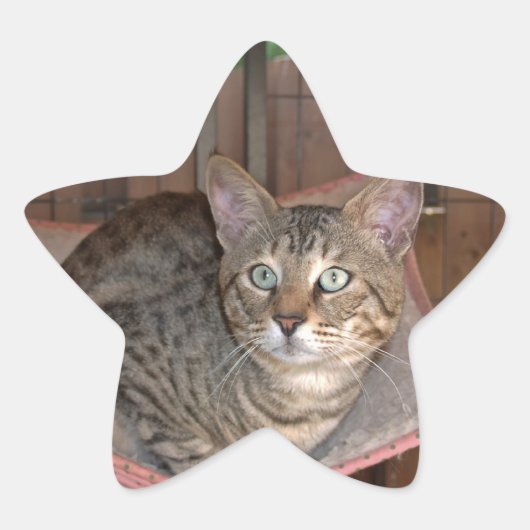 Étoile Sticker Star Savannah Cat (Devant)