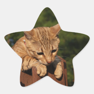 Étoile Sticker Star Savannah Cat