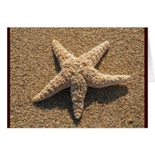 Étoiles de mer sur la plage