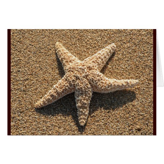 Étoiles de mer sur la plage (Devant horizontal)