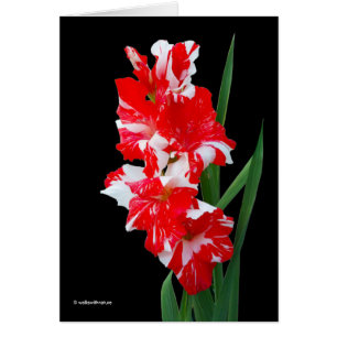 Étonnante Lys d'épée de Gladiolus rouge et blanc