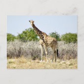 Etosha giraffe briefkaart (Voorkant)