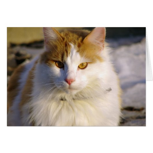 Étourdissant (Devant horizontal)