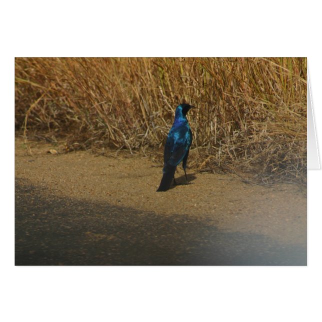 étourneau Bleu-à oreilles (Devant horizontal)