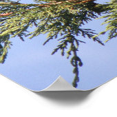 Étourneau dans une impression d'arbre d'épinette (Coin)