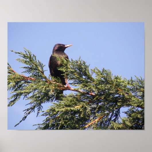 Étourneau dans une impression d'arbre d'épinette (Devant)