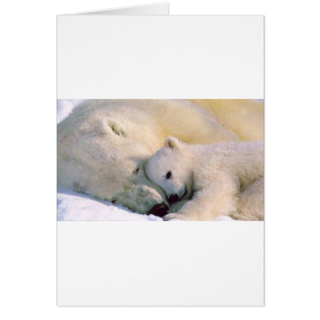 Étreintes d'ours blanc (Devant)