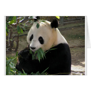 Étreintes d'ours panda