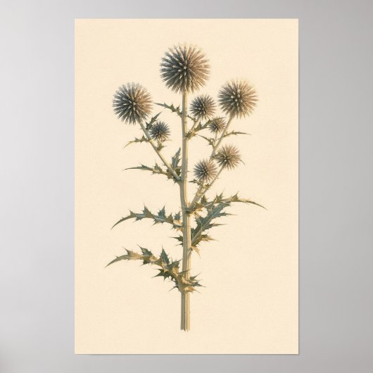 Étude botanique de chardon bleu de Chine | Affiche (Devant)