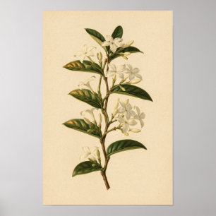 Étude botanique de jasmin étoilé Affiche 12 × 18