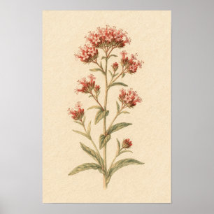 Étude botanique de la valériane rouge Affiche 12