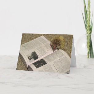 Étudier la carte d'études de hérisson