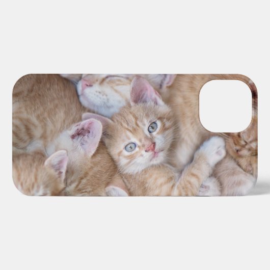 Etui iPhone 13 Animaux de bébés cutest | Orange Kitten Pile (Verso Horizontal)