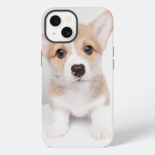 Etui iPhone 13 Animaux de bébés cutest | Tiny Corgi (Verso)