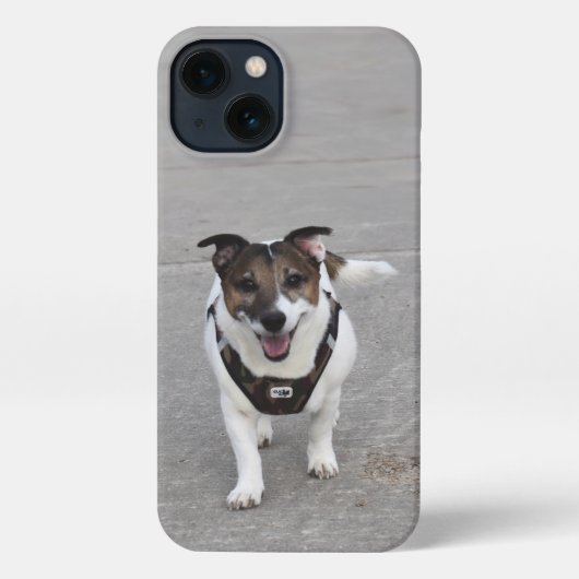 Etui iPhone 13 Capo von Oppenheim, Jack Russell Terrier Chien (Verso)