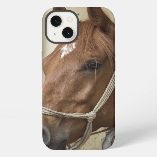 Etui iPhone 13 Chevaux arabes (Verso)