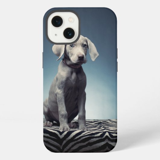 Etui iPhone 13 chiot Weimaraner (Verso)