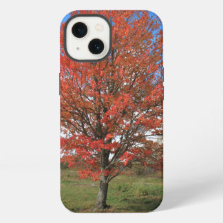 Etui iPhone 13 Érable rouge d'automne dans le ciel bleu