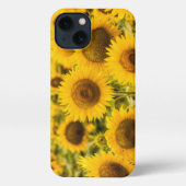 Etui iPhone 13 Farms | A Sunflower (Verso)