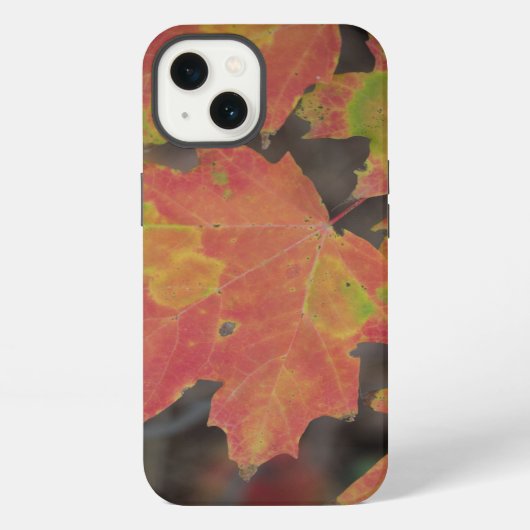 Etui iPhone 13 Feuilles d'automne (Verso)
