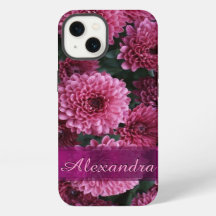 Fleur Chrysanthemum rose