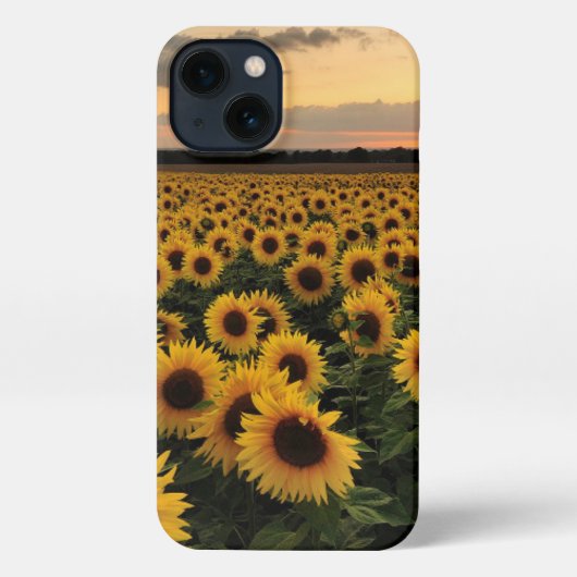 Etui iPhone 13 Fleurs | Terrain de tournesol (Verso)