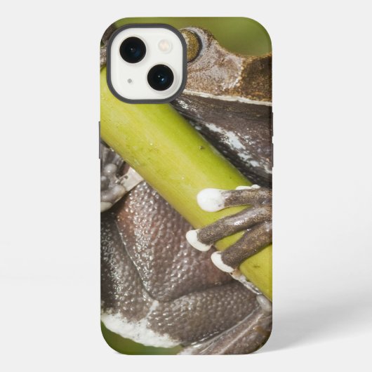 Etui iPhone 13 Grenouille d'arbre captive de Tapichalaca (Verso)