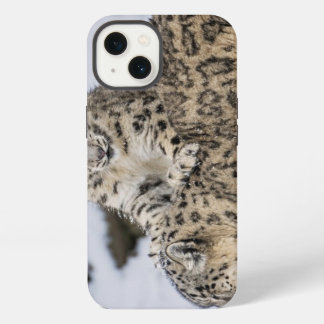 Etui iPhone 13 Léopards des neiges :