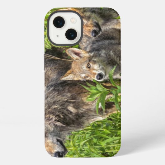Etui iPhone 13 Les Etats-Unis, Minnesota, grès, faune 12 du (Verso)
