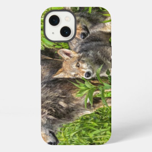 Etui iPhone 13 Les Etats-Unis, Minnesota, grès, faune 12 du (Verso)