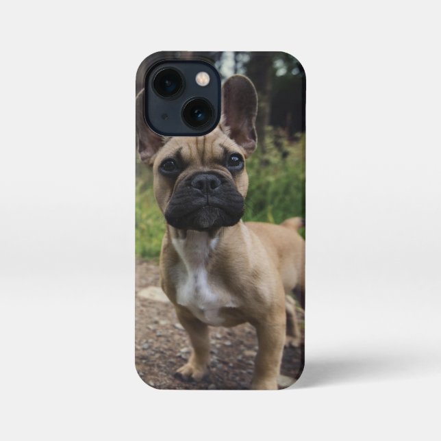 Etui iPhone 13 Mini Oreiller à lancer de chien de taureau français (Verso)