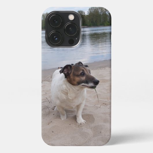 Etui iPhone 13 Pro Capo von Oppenheim, Jack Russell Terrier Chien (Verso)