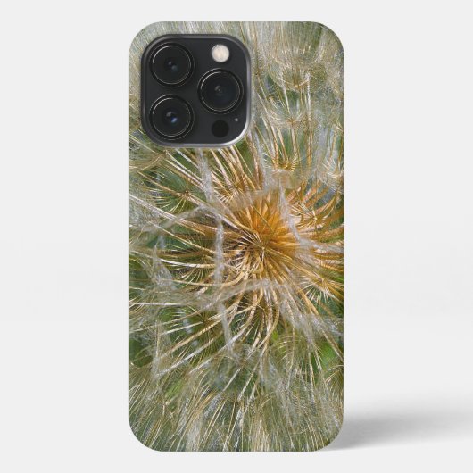Etui iPhone 13 Pro Fleur Dandelion (Verso)