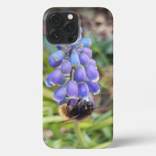 Etui iPhone 13 Pro Max Abeille sur Muscari Armeniacum, Grape Hyacinth (Verso)