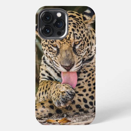 Etui iPhone 13 Pro Max Boîtier Jaguar Cub Case-Mate pour iPhone (Verso)