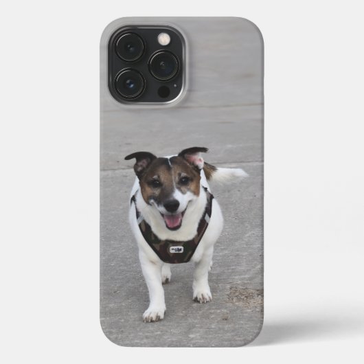 Etui iPhone 13 Pro Max Capo von Oppenheim, Jack Russell Terrier Chien (Verso)