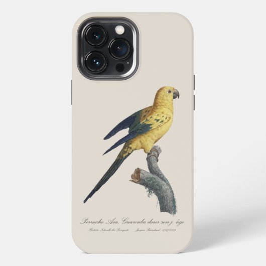 Etui iPhone 13 Pro Max Conure soleil Aratinga solstitialis (Verso)