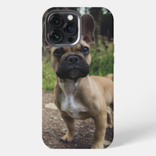 Etui iPhone 13 Pro Max Coussin de lancer pour bouledogue français