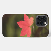Etui iPhone 13 Pro Max Photo Maple Leaf Nature (Verso Horizontal)