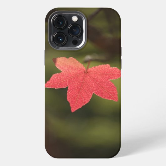 Etui iPhone 13 Pro Max Photo Maple Leaf Nature (Verso)