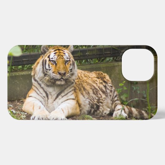 Etui iPhone 13 Tigre de Sibérie (Verso Horizontal)