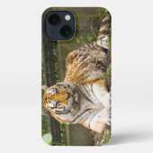 Etui iPhone 13 Tigre de Sibérie (Verso)
